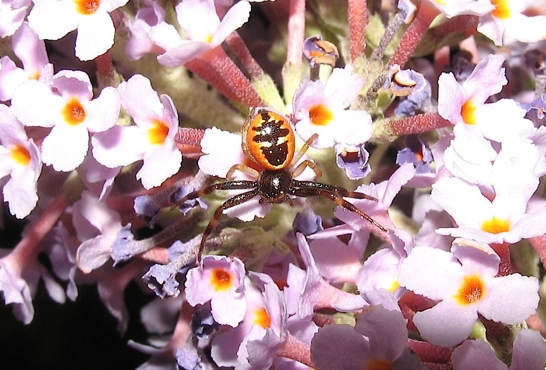 Synema globosum - Roma (RM)